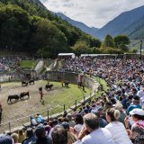 Le combat de reines prévu dans le Haut-Valais le 28 septembre est maintenu pour l'instant : cela permettrait de garantir un nombre de bêtes suffisant pour la finale 2026.